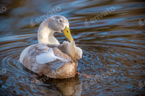 Preview: White mallard duck floating in the tranquil lake.