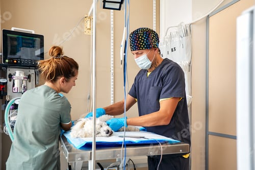 Preview: Veterinarian team preparing dog for surgery on operating table