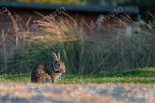 Preview: Selective focus shot of an adorable rabbit on a green grass in Norderney, Germany