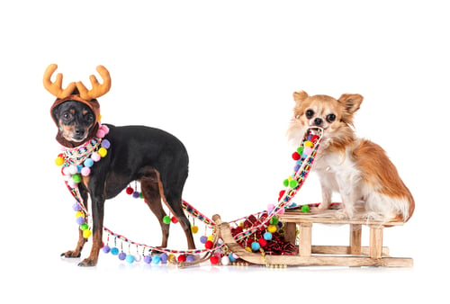 Preview: miniature pinscher and chihuahua in studio