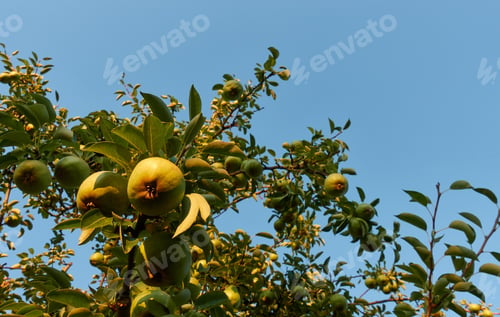 Preview: Group of organic Pyrus pears hanging on a branch under blue sky
