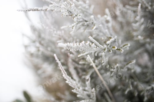 Preview: plant leaf tree covered in frost snow ice winter cold nature macro close up blur