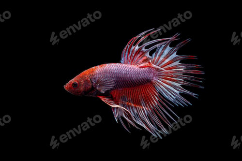 Preview: Crown Tail Betta Fish