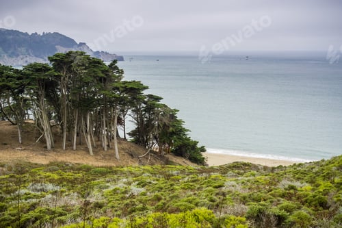Preview: Cypress trees and shrubs on the coast of the Pacific Ocean