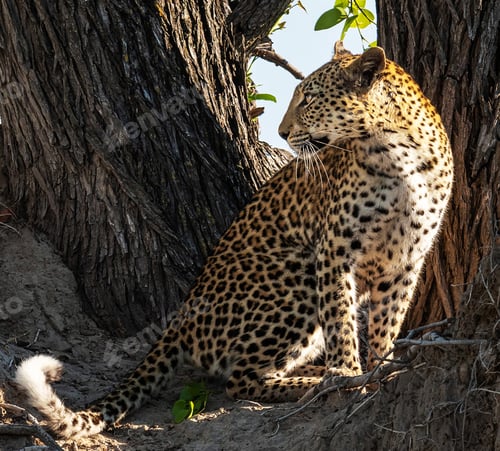 Preview: A Beautiful Botswana Wildlife picture of World