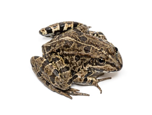 Preview: Marsh frog Pelophylax ridibundus sitting on white background
