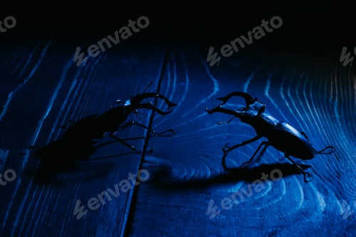 Preview: Beautiful insects listed in Red List, largest rare male stags in europe - Lucanus cervus.