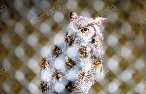 Preview: Big owl Bubo Virginianus looking from cage behind a mesh