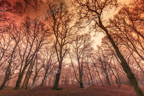 Preview: Misty forest in autumn
