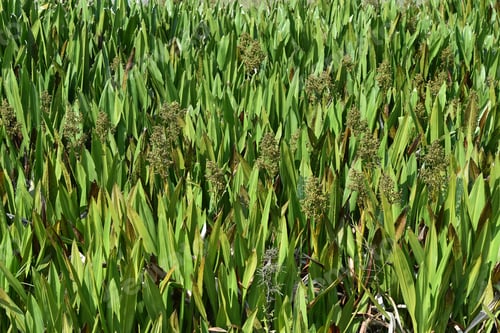 Preview: Closeup image of a Vanda hookeriana orchid leaves.
