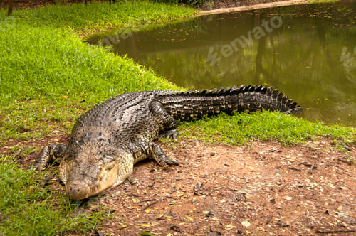 Preview: Crocodiles or alligators basking in the sun.