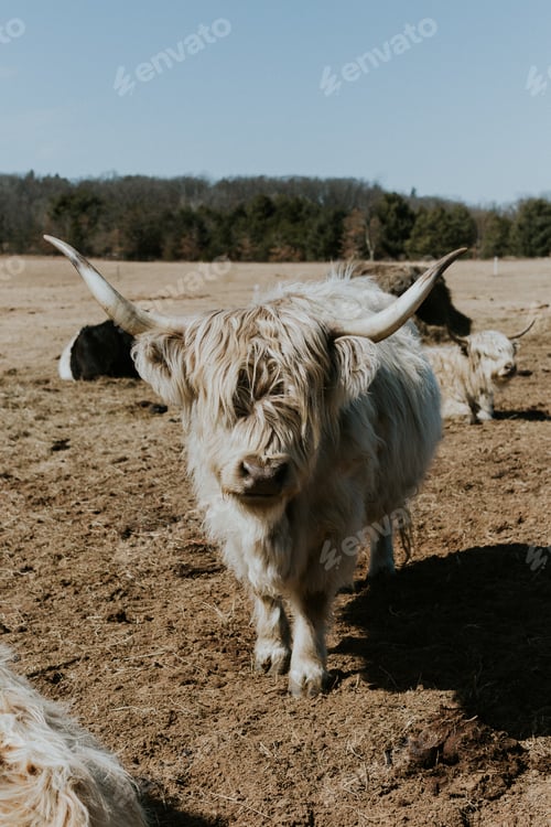 Preview: Long Haired Highland Cow