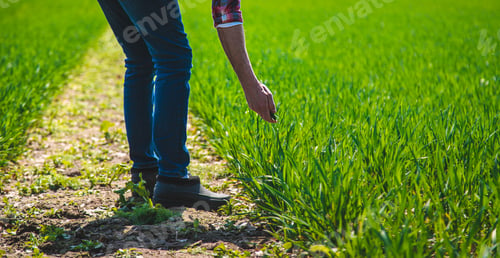 Preview: A man farmer checks how wheat grows in the field. Selective focus.