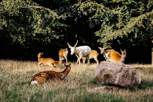 Preview: A herd of deer in a serene forest clearing.