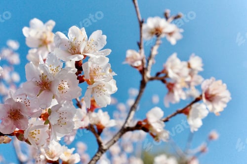 Preview: Spring - Cherry blossom