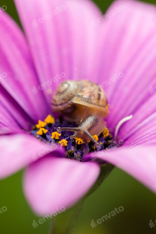 Preview: Colorful daisy in full bloom