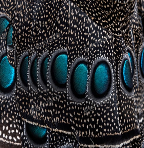 Preview: Close-up on Eyespots or ocellus on the Palawan peacock-pheasant feathers, Polyplectron napoleonis