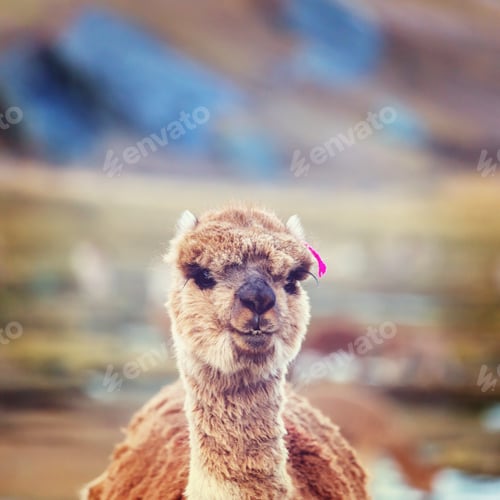 Preview: Alpaca