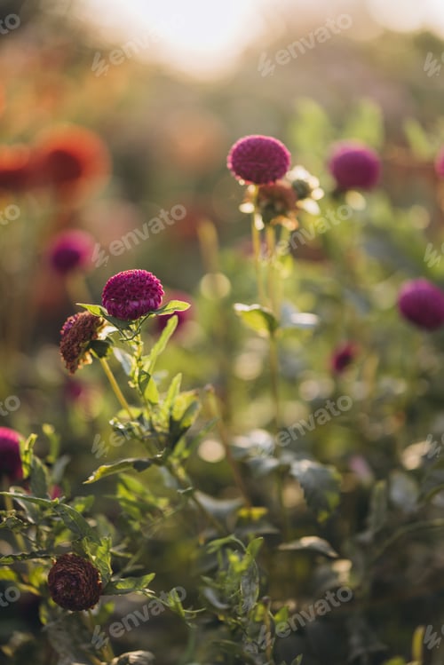 Preview: Purple dahlia flowers blooming in garden at sunset
