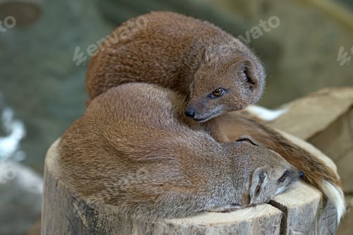Preview: Yellow mongoose