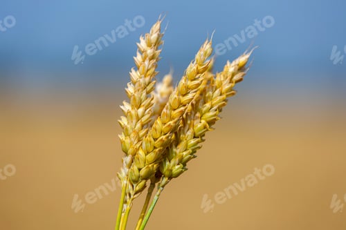 Preview: Close-up of five ears of wheat in hands on blurred background