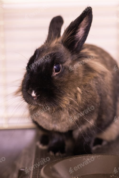 Preview: Portrait Brown cute rabbit close-up enjoying at home - animal symbol chinese new year 2023 and pet