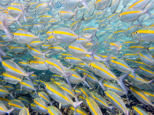 Preview: Underwater photos of sea fish herd