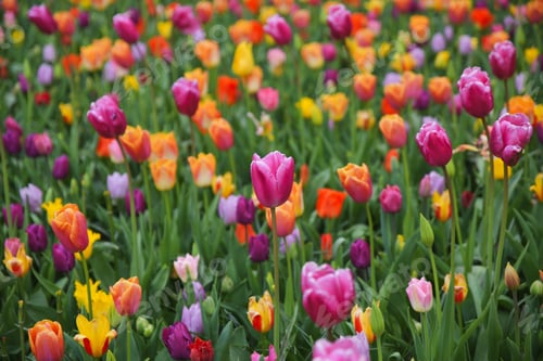 Preview: Multicolored tulip background in a park in Holland