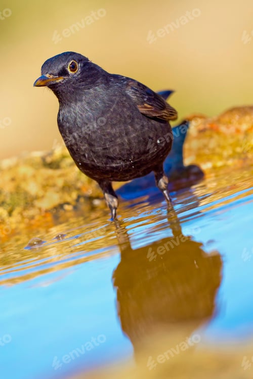 Preview: Blackbird, Mediterranean Forest, Spain