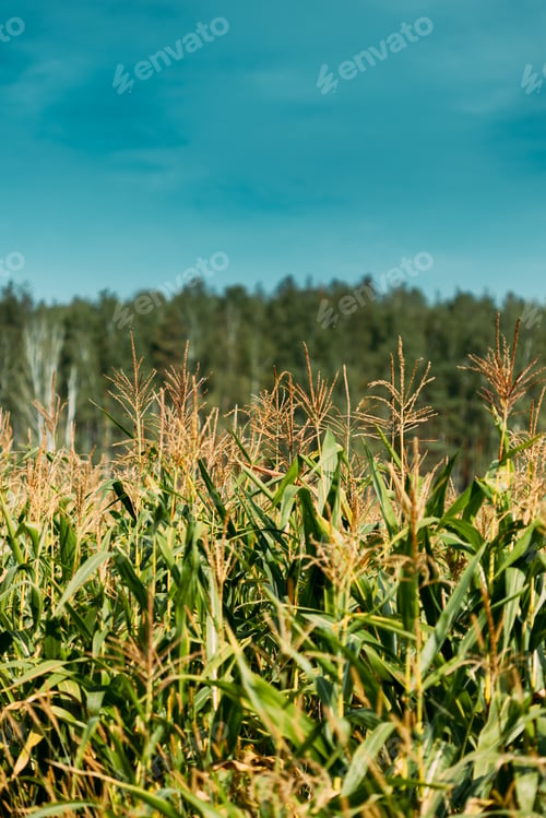 Preview: Rural Landscape Maize Field With Corn Sprouts. Young Green Cornfield Plantation. Agricultural Crop