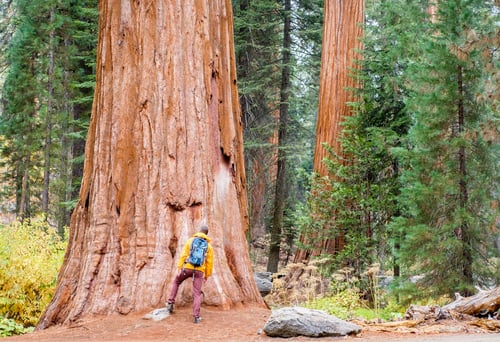 Preview: Tourist With Backpack Hiking In Sequoia National Park. California, United States.