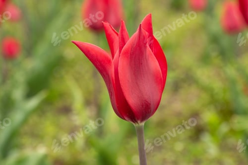 Preview: Macro Red Tulip In Gardens In Holland Michigan
