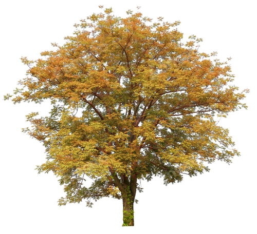 Preview: autumn tree isolated on white background