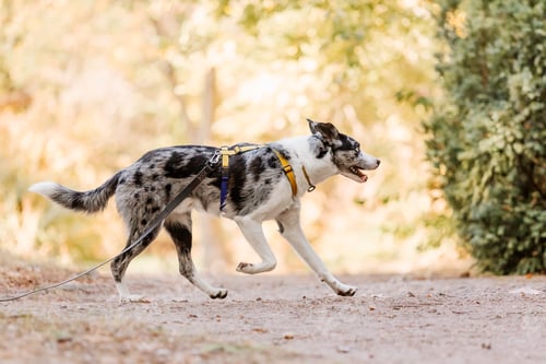 Preview: Border Collie dog breed in the park. Fall season. Autumn