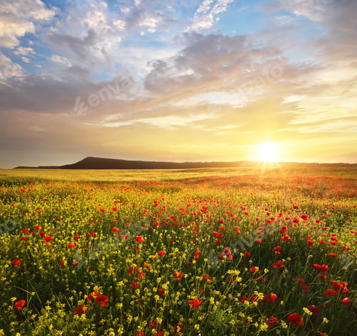 Preview: Spring flowers in meadow.
