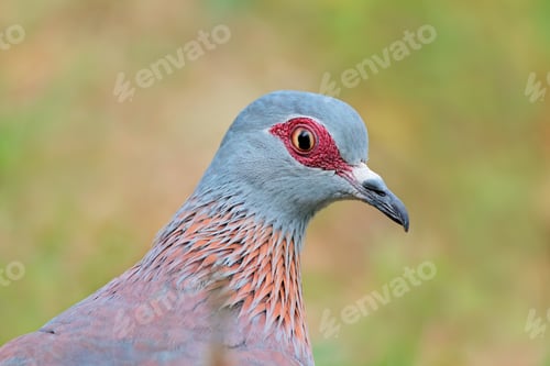 Preview: Portrait of a rock pigeon - South Africa