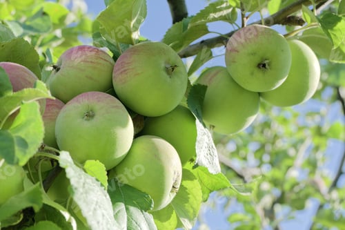 Preview: Apples on an apple tree