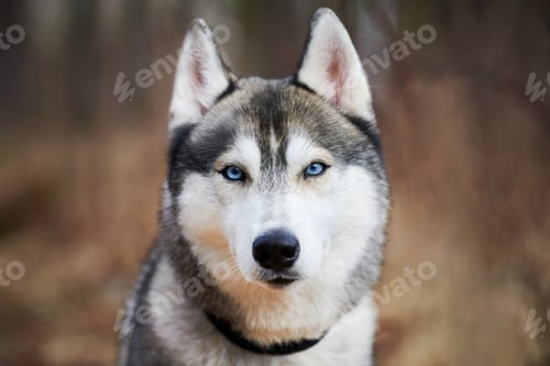 Preview: Siberian Husky dog portrait with blue eyes and gray coat color, cute sled dog breed