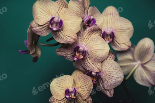 Preview: Delicate white Orchid on a green background