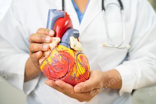 Preview: Cardiovascular disease CVD, Asian doctor holding human anatomy model for learn and treat heart