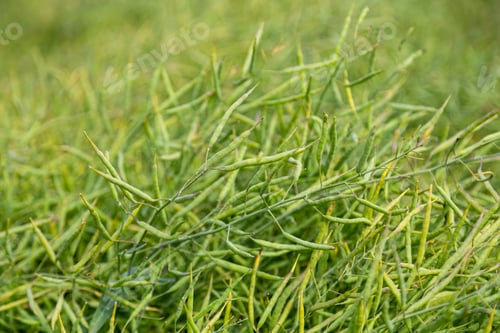 Preview: Rapeseed seed pods, close up Stems of rapeseed, Green Rapeseed field