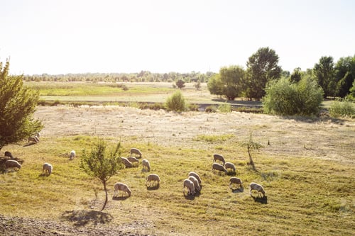 Preview: Sheeps on Grassland in Sunset.