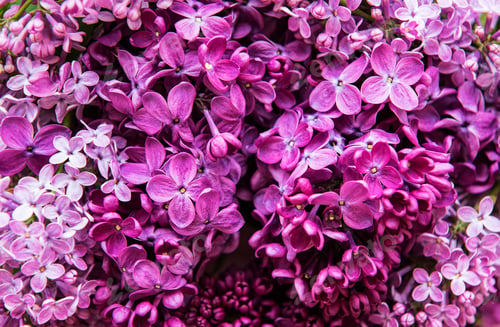 Vorschau: Violetter lila Blumenhintergrund