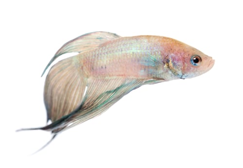Preview: Siamese fighting fish - Betta Splendens