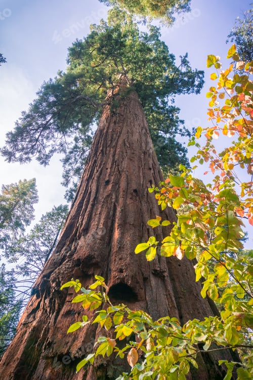 Preview: Sequoia tree
