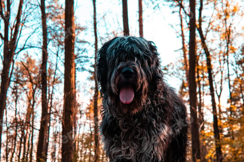Preview: Low-angle view of a black Russian terrier in woods at fall