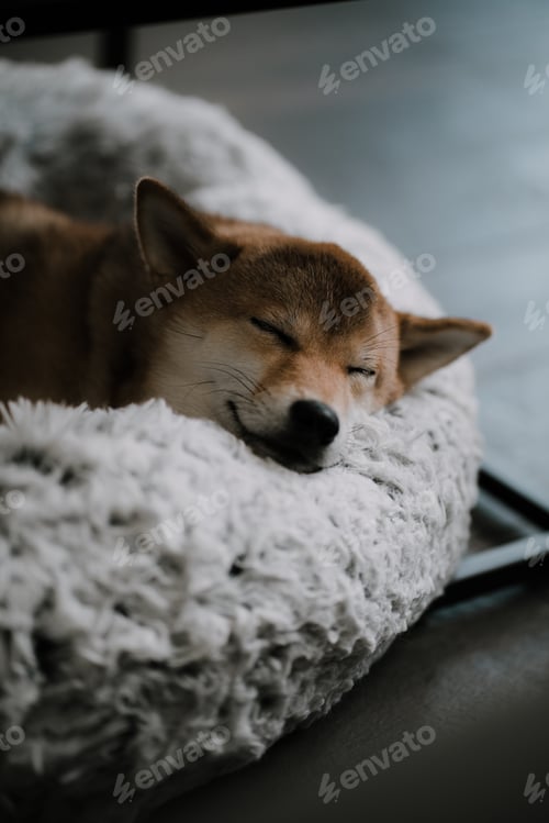 Preview: Puppy dog that looks like fox sleeping peacefully and comfortably in fluffy bed and smiling