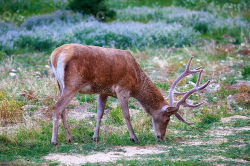 Preview: Young male deer in the flowery meadow.