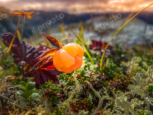 Preview: Cloudberry Rubus chamaemorus - ripe amber-colored alpine fruits