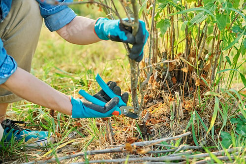Preview: Woman cuts dry branches on black currant bush with secateurs